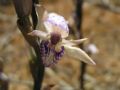 Limodorum abortivum